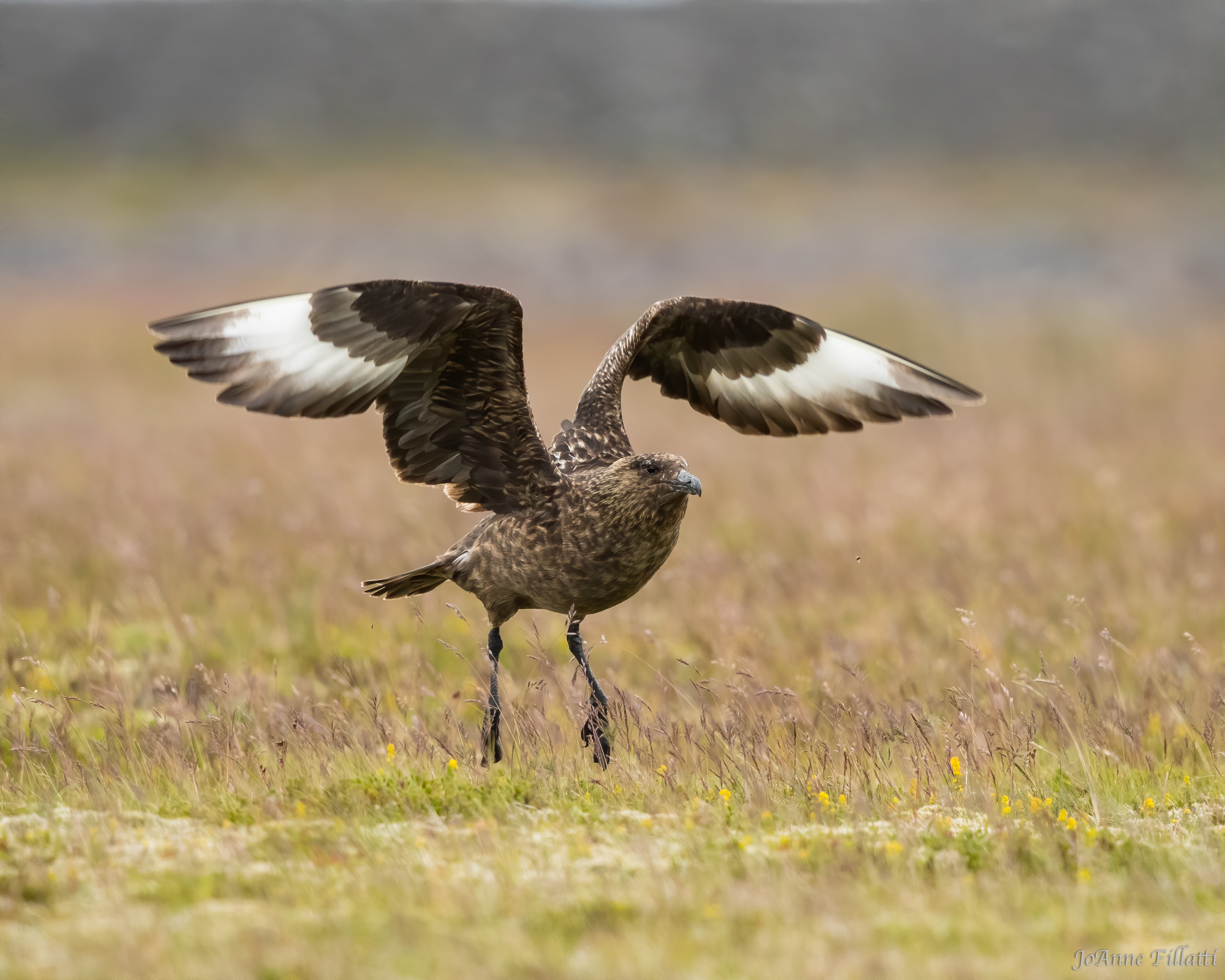 bird of iceland image 21